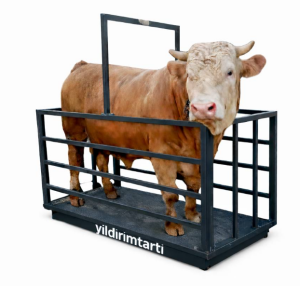 PLUS 2 Ton Özel Üretim Canlı Hayvan Baskülü
